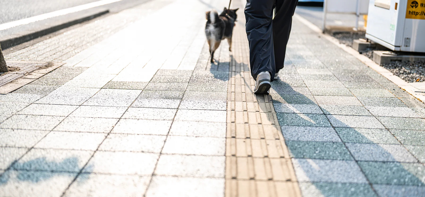 武内理貴選手と犬たちのBENELL LOOKBOOK